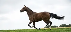 Animal Husbandry Photos Drucke: Horses galloping in a field