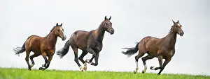 Farm Animal Photography Drucke: Horses galloping in a field