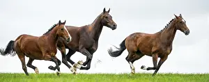 Horse Breed Photography Drucke: Horses galloping in a field