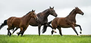 Farm Animal Photography Drucke: Horses galloping in a field