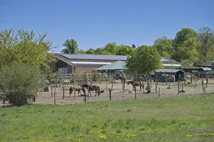 European Livestock Farming Drucke: Horses, paddock, riding stable