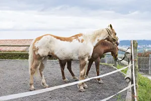 Rural Landscape Photo Drucke: Two horses stand side by side in a paddock