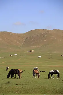 Horses In The Countryside Drucke: Horses in the steppe, Mongolia