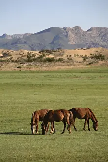 Steppe Landscape Photography Drucke: Horses in the steppe, Mongolia