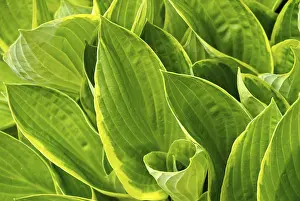 Gerahmter Druck : Hosta Gerahmter Druck : Hosta