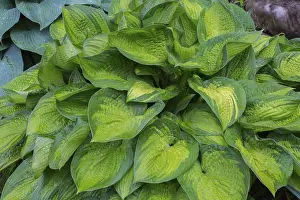 Springtime In Quebec Canada Drucke: Hosta (Hosta) Great Expectation in spring