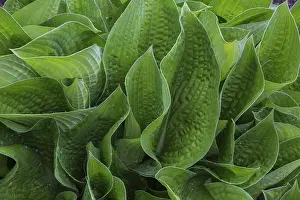 Quebec Canada Landscape Drucke: Hosta (Hosta) leaves in spring, Quebec, Canada