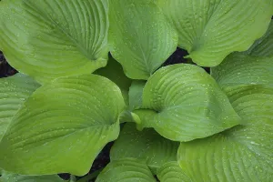 Asparagus Family Plants Drucke: Hosta (Hosta) Osiris Ovation in spring