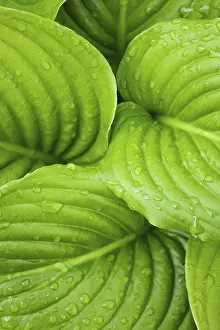 Rainy Day Nature Scene Drucke: Hosta leaves as a figure green pattern with raindrops