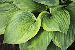 Asparagus Family Plants Drucke: Hosta leaves pattern background