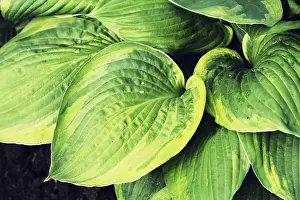 Asparagus Family Plants Drucke: Hosta leaves pattern background