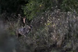 Northern German Wildlife Drucke: After hours of waiting