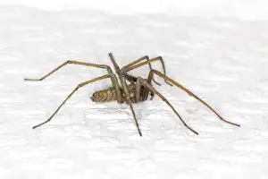 Arachnid Wildlife Photography Drucke: House angle spider, angle spider