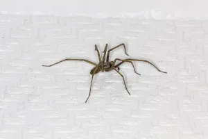Drucke von Hauswinkelspinne, Winkelspinne, Haus spinne, Keller spinne (Tegenaria domestica) - Tegenaria domestica, Bauernfunkelweberei , Haus Spinne aus Deutschland Scheunentrichterweber Drucke: Wohnzimmerwinkel-Spinnensegel, Winkel-Spinnensegel.