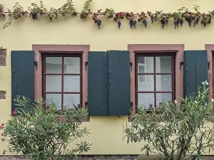 Ornamental Plant Decoration Germany Drucke: House facade with windows and red grapevine