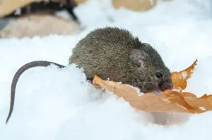 Drucke von Hausschwein, Maus, Mus musculus, Nagetiere, Rodentia, Säugetiere, Maus, Muroiden , Mäuse ,Nagetiere ,Schnee Säugetiere Winter Hausmaus Drucke: Hausschwein, Maus, Mus musculus