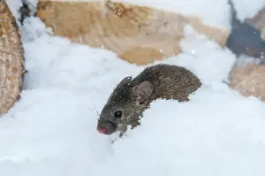 Drucke von Hausschwein, Maus, Mus musculus, Nagetiere, Rodentia, Säugetiere, Maus, Muroidae, Mäuse ,Nagetiere ,Schnee ,Säugetiere,Winter Hausmaus Drucke: Hausmaus, Maus, Mus musculus.
