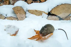 Drucke von Hausmaus, Maus, Mus musculus, Nagetiere, Rodentia, Säugetiere, Maus, Muroidae , Mäuse ,Nagetiere ,Schnee,Säugetiere,Winter Hausmaus Drucke: Hausmaus, Maus, Mus musculus.