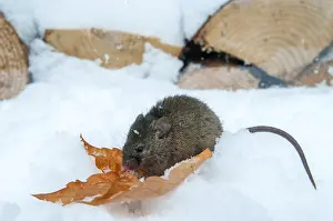 Drucke von Hausschwein, Maus, Mus musculus, Nagetiere, Rodentia, Säugetiere, Maus, Mäuseartige, Mäuse ,Nagetiere ,Schnee,Säugetiere,Winter Hausmaus Drucke: Hausmaus, Maus, Mus musculus