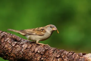 Deserted Bird Drucke: House sparrow