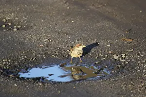 Bird Drinking Water Drucke: A house sparrow drinking from a puddle