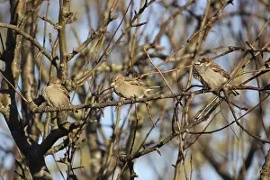 Deserted Bird Photography Drucke: Three house sparrows on a twig
