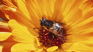 Syrphid Fly Pictures Drucke: A hoverfly, also known as a flower fly