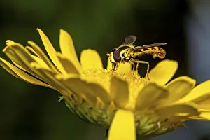 Yellow Flower Close Up Drucke: A hoverfly perched on a yellow flower