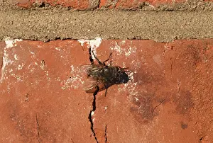 Flying Insects Natural Environment Drucke: Hoverfly sitting on a brick wall