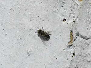 Natural Environment Flies Drucke: Hoverfly sitting on a white wall