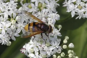 Syrphid Fly Pictures Drucke: Hoverfly visiting flowers