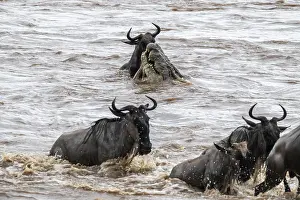Wildebeest Migration Drucke: A huge crocodile on the attack