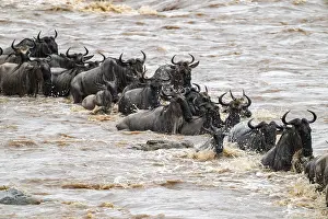 Drucke von Ein riesiger Krokodil auf der Attacke, Die große Migration, riesige Herden von Gnus (Connochaetes taurinus) überqueren den Mara River und schwimmen zur anderen Seite, Nahaufnahme der Herde Wildebeest Drucke: Ein riesiger Krokodil greift an.