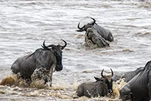 Drucke von Ein riesiger Krokodil auf der Attacke, Die große Migration, riesige Herden von Gnus (Connochaetes taurinus) überqueren den Mara-Fluss und schwimmen zur anderen Seite, Nahaufnahme der Herde Wildebeest Drucke: Ein riesiger Krokodil greift an.