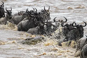 Drucke von Ein riesiger Krokodil angreift, Die große Migration, riesige Herden von Gnus (Connochaetes taurinus) überqueren den Mara-Fluss und schwimmen zur anderen Seite, Nahansicht der Herde, Serengeti Wildebeest Drucke: Ein riesiger Krokodil greift an.