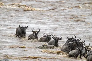 Drucke von Ein riesiger Krokodil auf der Attacke, Die Große Migration, riesige Herden von Weidenvieh (Connochaetes taurinus) überqueren den Mara-Fluss und schwimmen auf die andere Seite, Nahansicht der Herde Wildebeest Drucke: Ein riesiger Krokodil auf der Attacke.