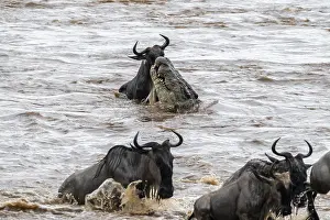 Drucke von Ein riesiger Krokodil auf der Attacke, Die große Migration, riesige Herden von Gnus (Connochaetes taurinus) überqueren den Mara-Fluss und schwimmen zur anderen Seite, Nahansicht der Herde, Serengeti Wildebeest Drucke: Ein riesiger Krokodil greift an.