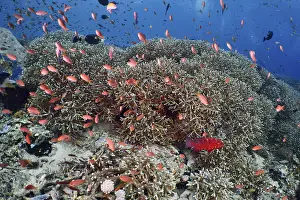 Bilder Datiert 21. Juli 2024: Red fish school print