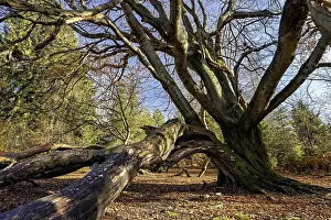 Primeval Forest Atmosphere Drucke: A huge tree with branched branches in the forest