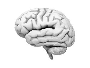 Central Nervous System CNS Drucke: Human brain, 3D Illustration