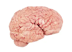 Healthcare System Images Drucke: Human brain, cut out
