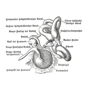 Human Ear Anatomy Drucke: Human ear, anatomical illustration
