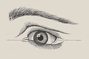 Human Eye Anatomy Drucke: Human eye, anatomical illustration