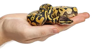 Ball Python Drucke: Human hand gently holding a yellow and black patterned ball python
