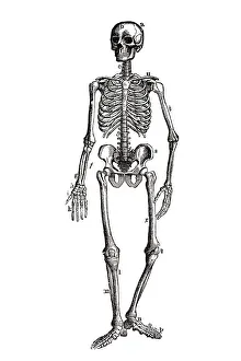 Old Medical Illustrations Online Drucke: Human skeleton, anatomical illustration