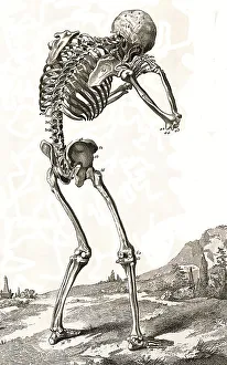 Winter Sports Scene Drucke: A human skeleton, seen from behind