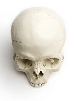 Human Skull Anatomy Drucke: Human skull