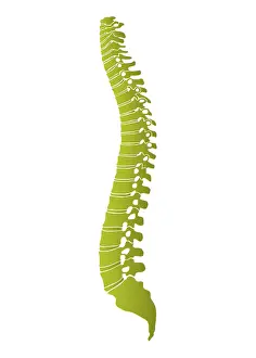 Human Spine Anatomy Drucke: Human spine, schematic representation