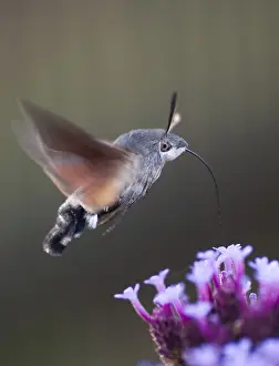Drucke von Schwebfliegen-Schwärmer, Karpfenflossen, Schmetterlingsschwärmer, Macroglossum stellatarum, Taubenschwänze, Schmetterlinge, fliegen , Flug , Insekten Verwandte Bilder Drucke: Schmetterlingsschnäpper, Karpfenschwanz.