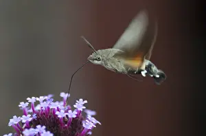 Drucke von Schmetterlingsfledermotte, Karpfenflosse, Schmetterlingsschwärmer, Macroglossum stellatarum, Taubenschwanz, Schmetterling, fliegen, Flug, Insekten ,Motten , Motten Motten Schmetterling Verwandte Bilder Drucke: Schwalbenschwanz-Motten, Karpfenflosse